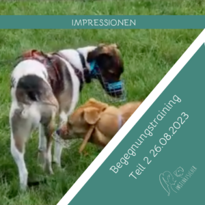 Read more about the article Impressionen Begegnungstraining Teil 2