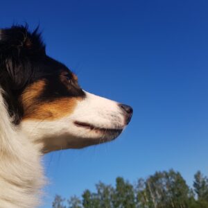 Der Nase nach: Modul Verlorensuche